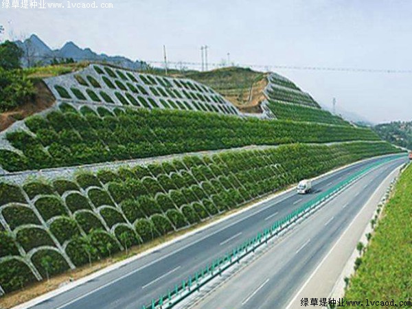 護坡草籽怎么播種