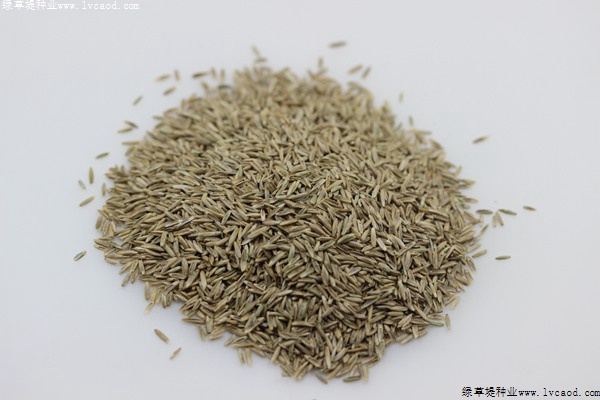 多年生黑麥草種子的批發(fā)價格.jpg