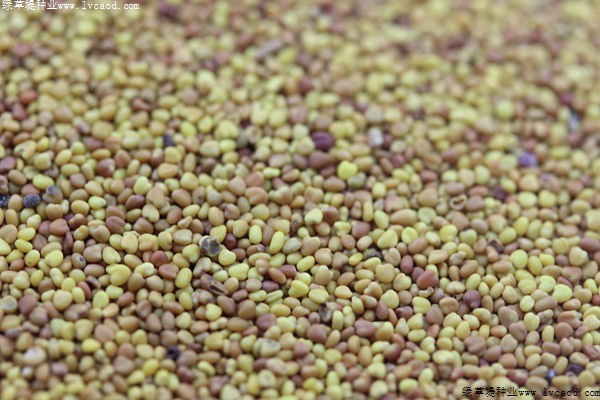 白三葉草種子價(jià)格，多少錢一斤