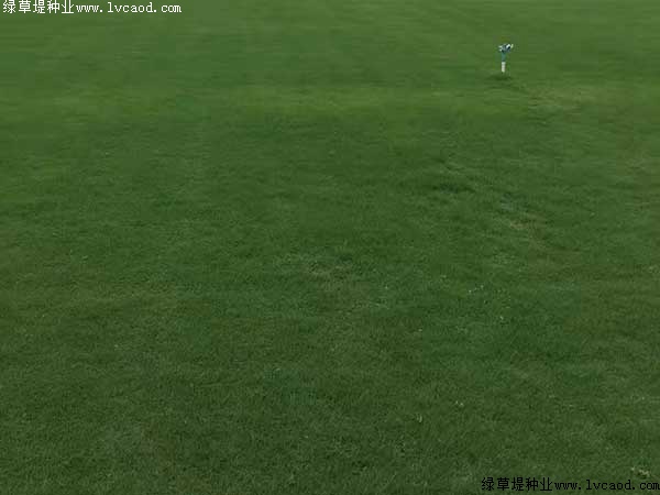 天鵝絨草坪
