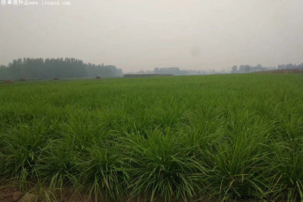麥冬草