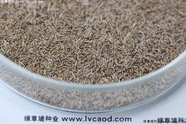 剪股穎種子播種后多久發(fā)芽
