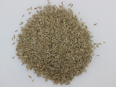 最新的多年生黑麥草種子批發(fā)價(jià)格