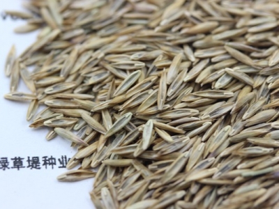 高羊茅種子的播種時(shí)間