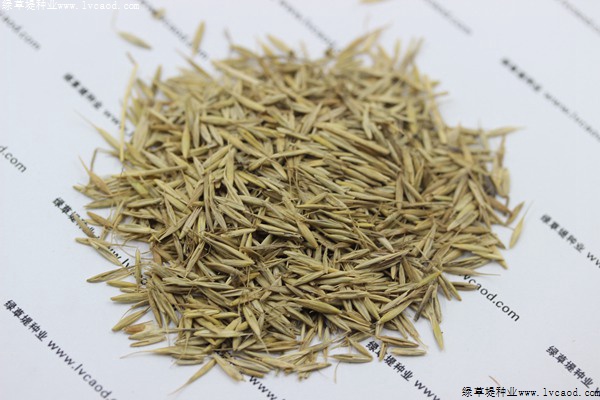 綠化草籽什么時(shí)候播種合適