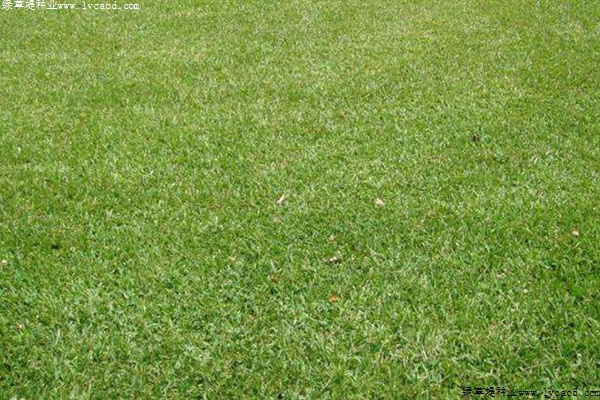 哪些草坪品種適合種植在鹽堿地