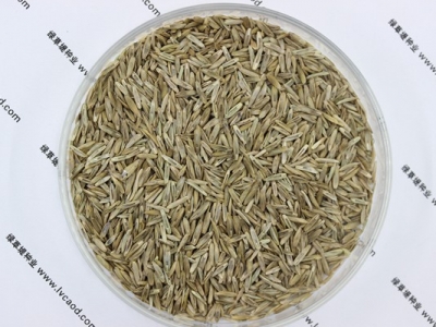 最新的黑麥草草籽多少錢一斤？