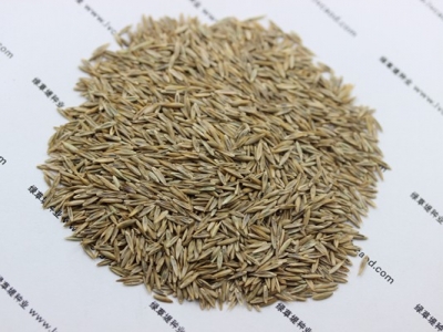 高羊茅草籽多少錢一斤？