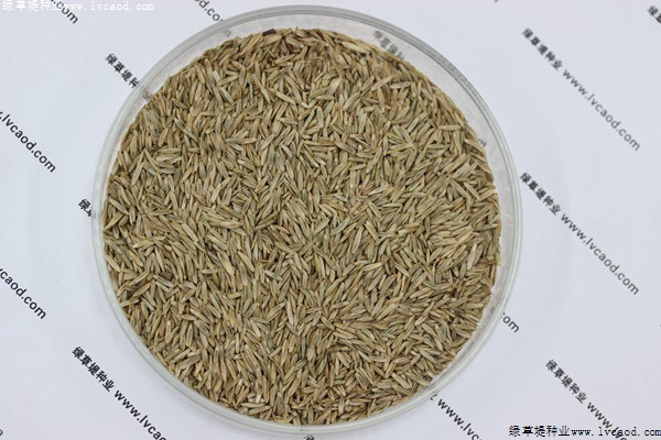 最適合東北種植的草坪品種