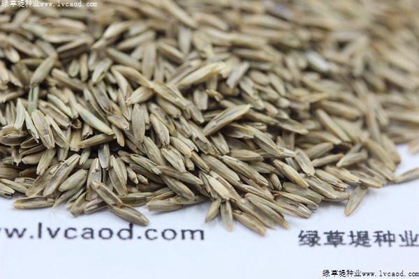 草坪種子種下去多久會(huì)發(fā)芽 