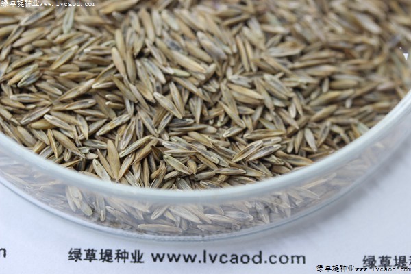 藍(lán)標(biāo)高羊茅