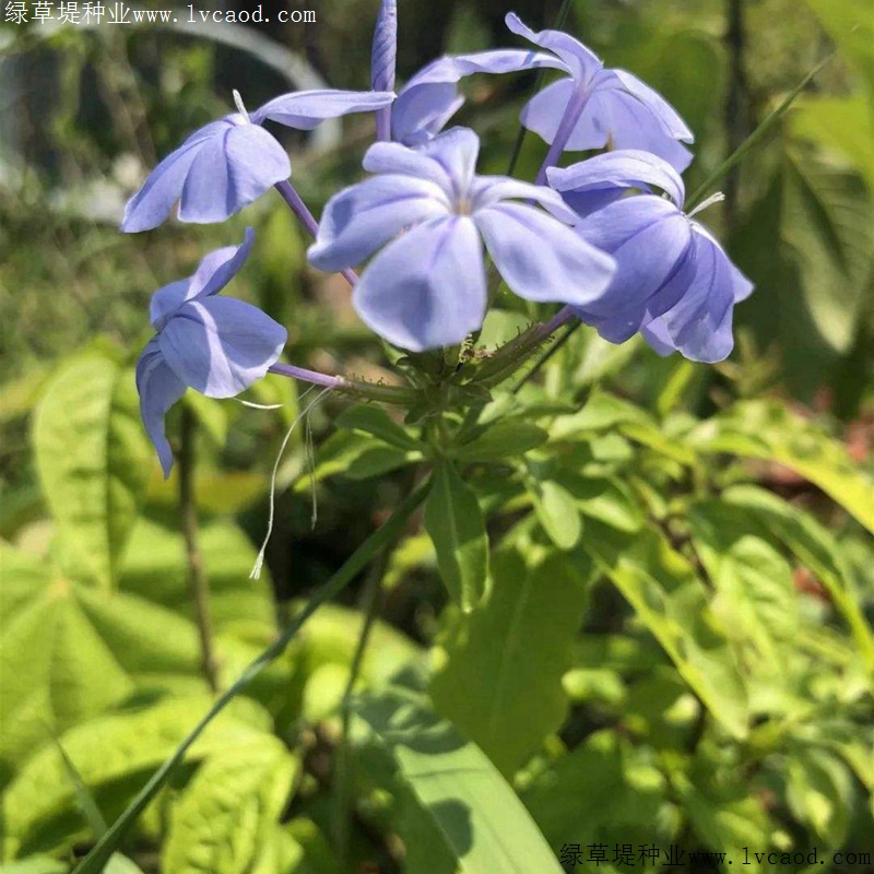 藍(lán)花亞麻