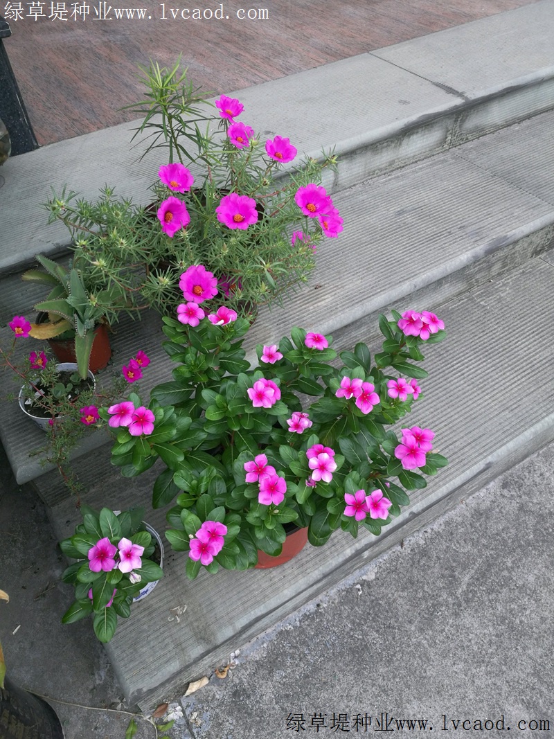 長(zhǎng)春花