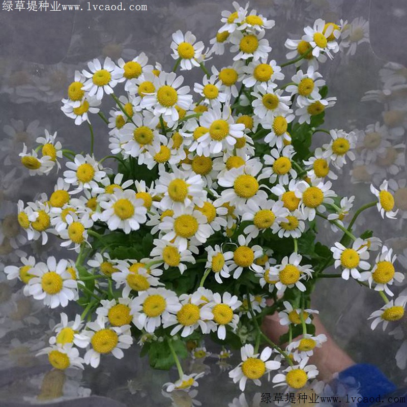 進口小雛菊
