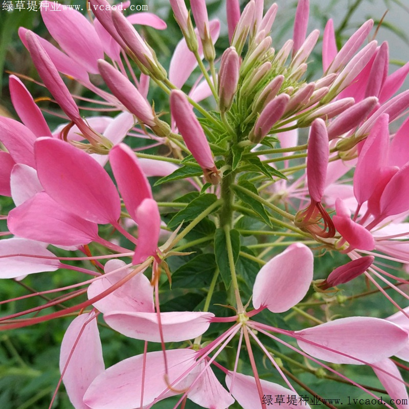 醉蝶花