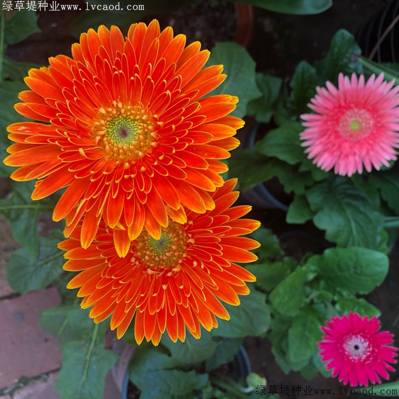 非洲菊