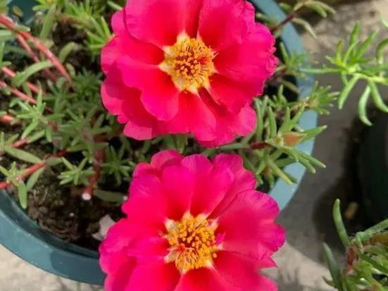 太陽(yáng)花1.jpg