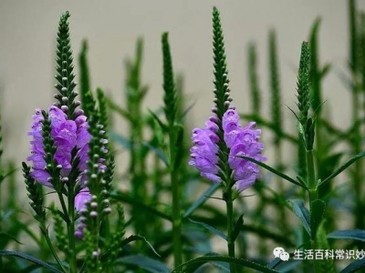 龍頭花的種植方法！怎么區(qū)別龍頭花與假龍頭花？