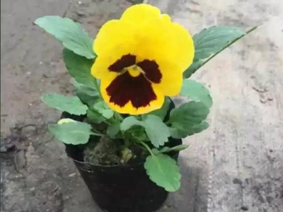 三色堇種子育苗技術(shù)，三色堇怎樣育苗？