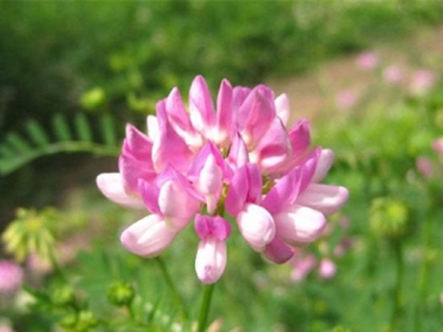 介紹小冠花栽種知識，了解之后讓您的花朵開的更加美艷