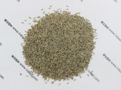 大濱菊什么時(shí)候開花,大濱菊的主要價(jià)值有什么