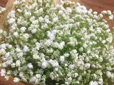 霞草種子應該在幾月份播種？