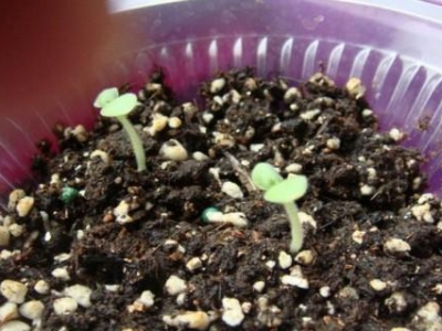 【百日菊】百日菊什么時候播種？