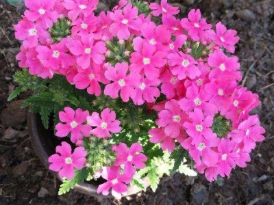 美女櫻好看好養(yǎng)，花期大半年，越養(yǎng)越漂亮
