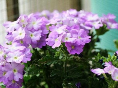 美女櫻怎么養(yǎng)？做到這3點(diǎn)，可以讓它四季開花，不要太美啊
