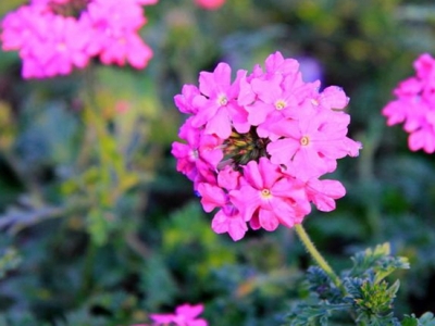 美女櫻怎樣養(yǎng)護(hù)花量多？注意以下幾方面，美女櫻輕松開爆盆