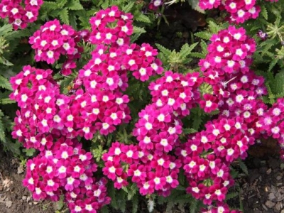 美女櫻的花語是？