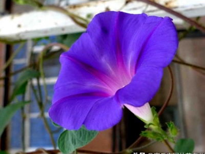 種植牽?；ǘ嗑媚荛_花？