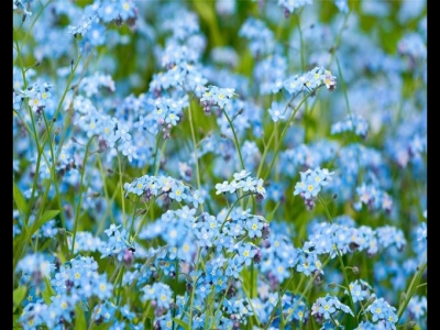 勿忘我經(jīng)常用做干花，現(xiàn)在養(yǎng)成盆栽也可以，花期到了砰砰開花