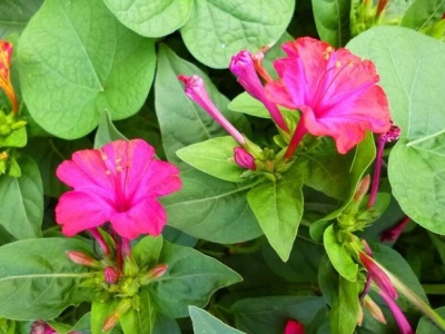 你那紫茉莉叫什么？夜來(lái)香、地雷花還是胭脂花？