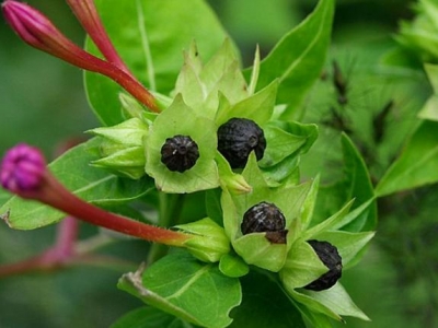 紫茉莉真的是在夜晚開(kāi)花嗎，夜來(lái)香是不是它，如何養(yǎng)殖