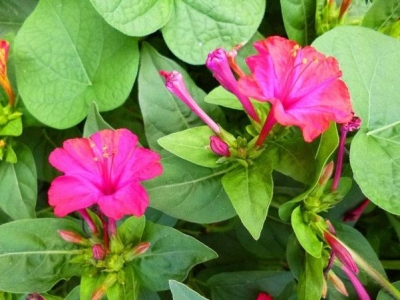 紫茉莉養(yǎng)在庭院里，幾點(diǎn)能開花，可以驅(qū)蚊嗎