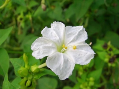 紫茉莉——一種花期長(zhǎng)，易栽培，色彩鮮艷的花。