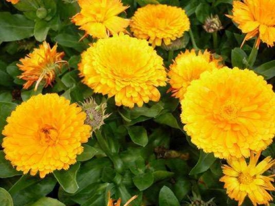怎么在家里養(yǎng)好金盞菊？管理方法你知道了嗎？請(qǐng)牢記下面這幾點(diǎn)