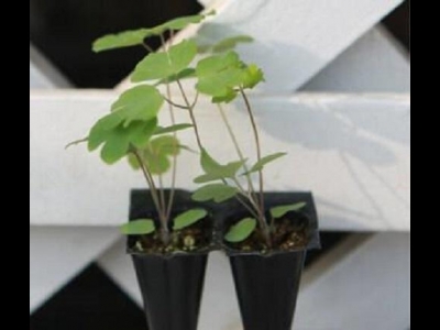 耬斗菜到底是花還是葉子？開花又美又大，葉子卻很普通