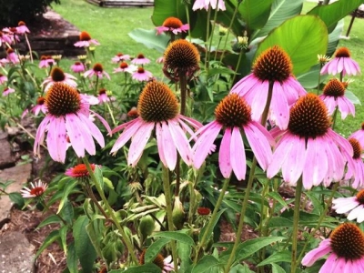 可以養(yǎng)花盆里的松果菊，可以保持多年生長，播種時要講究技巧