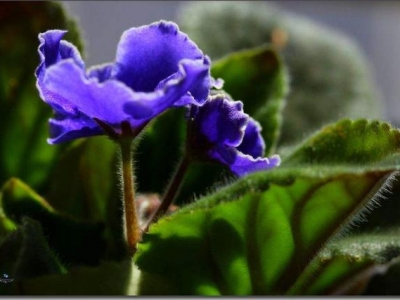 養(yǎng)紫羅蘭，做好這幾點(diǎn)，讓其枝繁葉茂，花開爆盆