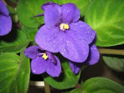 紫羅蘭什么時(shí)候開花，為什么不開花，你了解嗎？