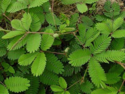 含羞草為何含羞，其中原理是什么，好養(yǎng)活嗎？