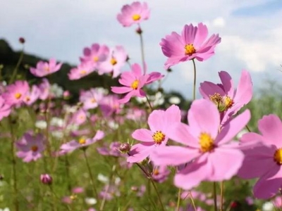 波斯菊的種植技術(shù)及養(yǎng)護(hù)處理你了解嗎？