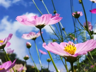 波斯菊怎么種？怎么養(yǎng)？