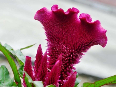藥用雞冠花種子應(yīng)該去哪兒買比較好？