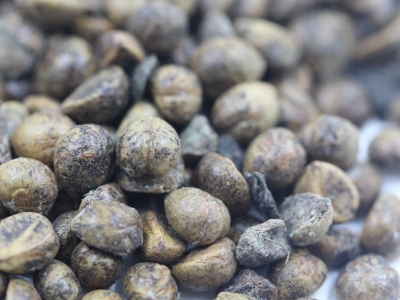 爬山虎種子應(yīng)該在什么時候播種？