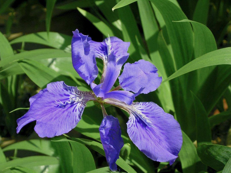 藍(lán)花鳶尾