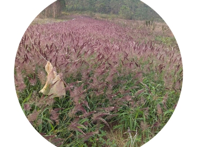 糖蜜草種子可以去哪里批發(fā)？