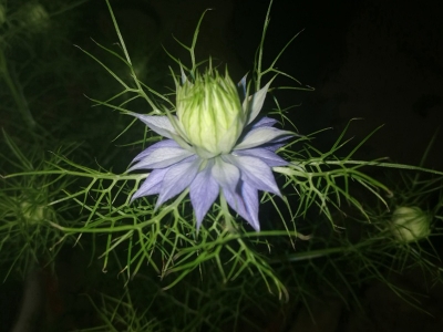 黑種草種子可以去哪里批發(fā)？